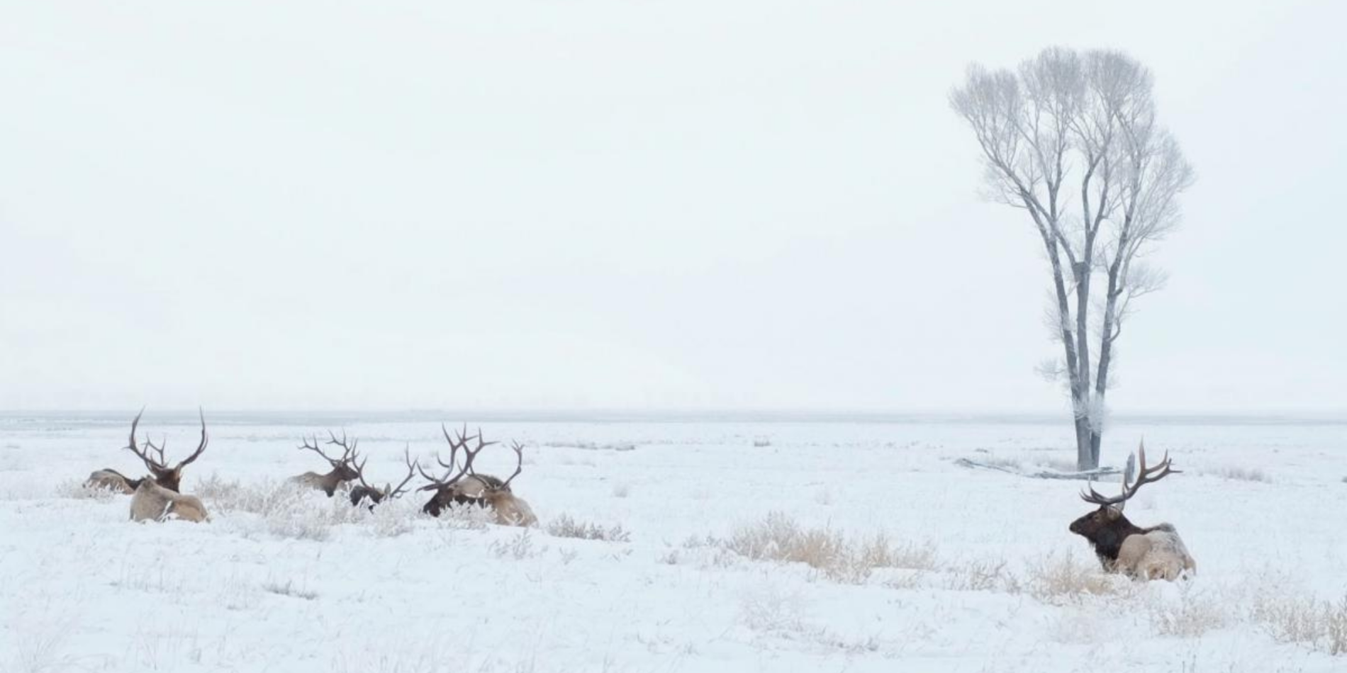 Elk at a snowy reserve in Jackson Hole, Wyoming