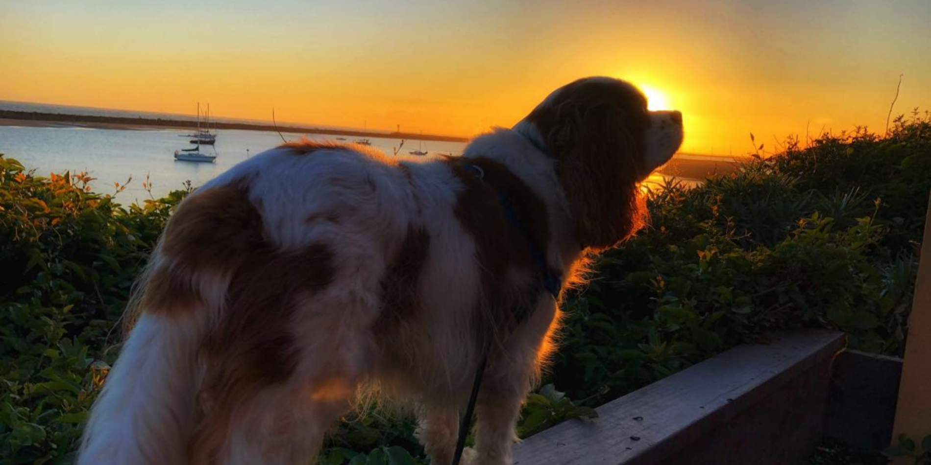 Dog watching the sunset