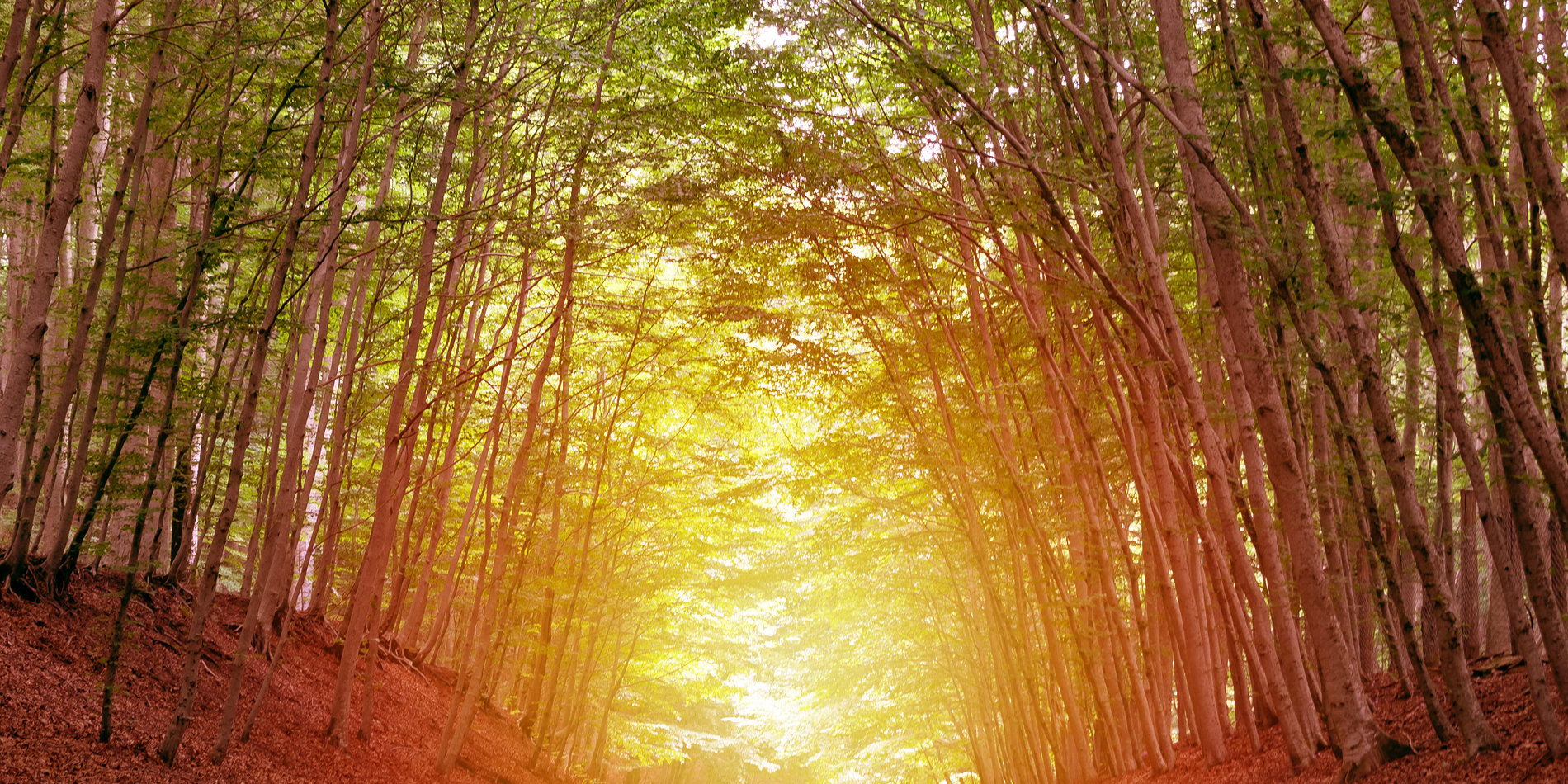 Sunset view of tunnel of trees