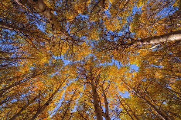 Ground up view of yellow leaf fall trees in the Sierras