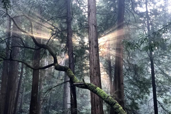 Light peeking into the Muir woods